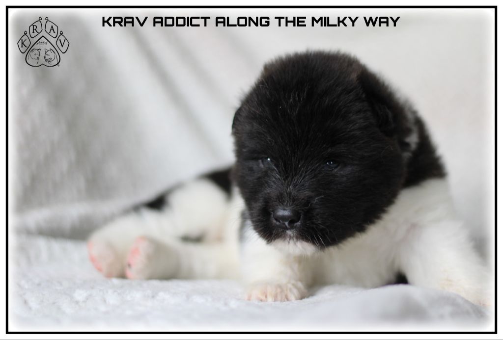 Krav Addict - Chiots disponibles - Akita americain