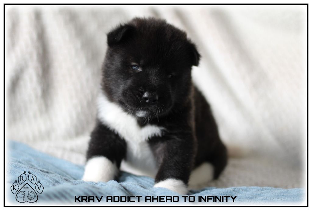 Krav Addict - Chiots disponibles - Akita americain