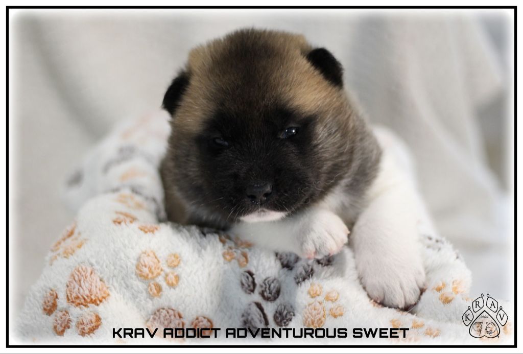 Krav Addict - Chiots disponibles - Akita americain