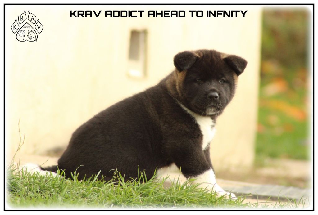 Krav Addict - Chiots disponibles - Akita americain