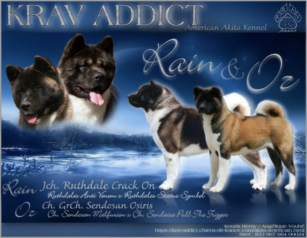 Chiot Akita americain Krav Addict