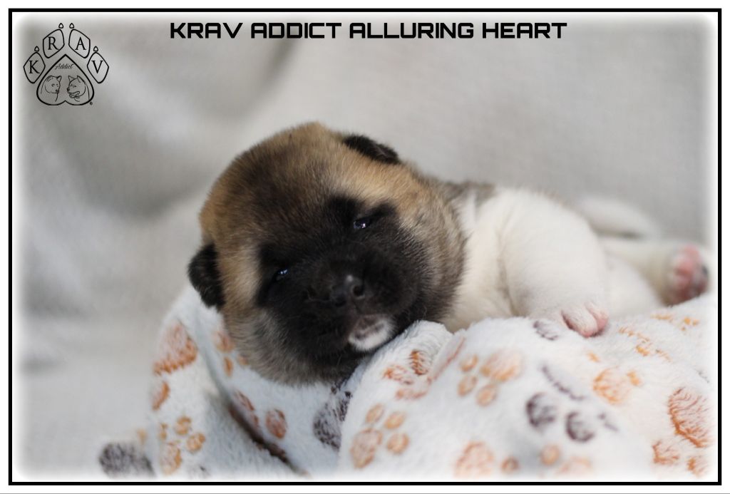 Krav Addict - Chiots disponibles - Akita americain