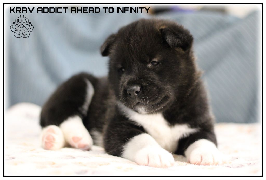 Krav Addict - Chiots disponibles - Akita americain