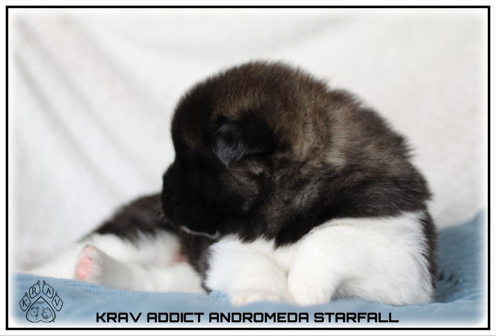 Krav Addict - Chiots disponibles - Akita americain