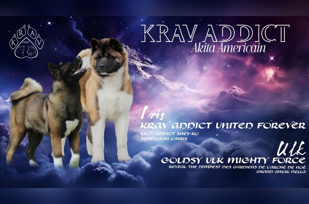 Krav Addict - Akita americain - Portée née le 24/09/2025
