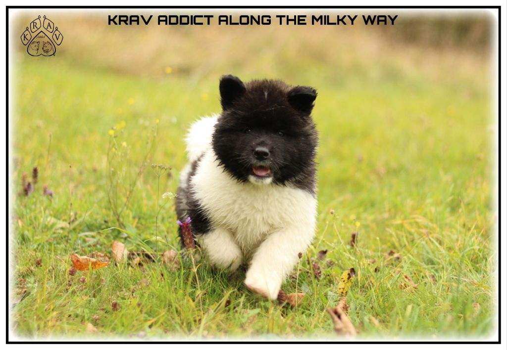 Krav Addict - Chiots disponibles - Akita americain