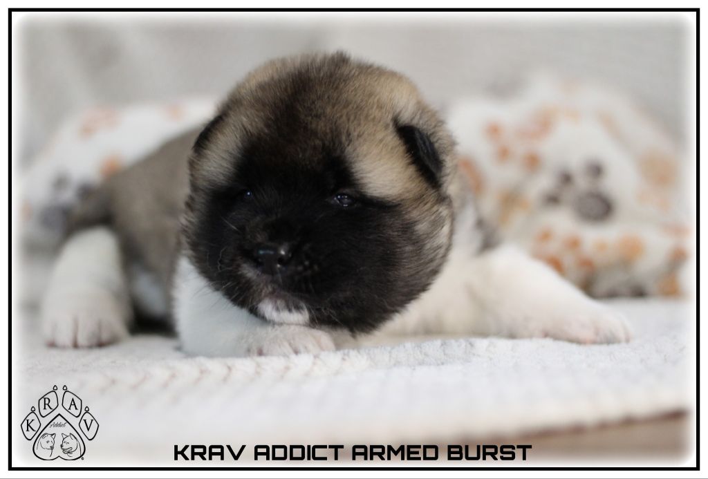 Krav Addict - Chiots disponibles - Akita americain