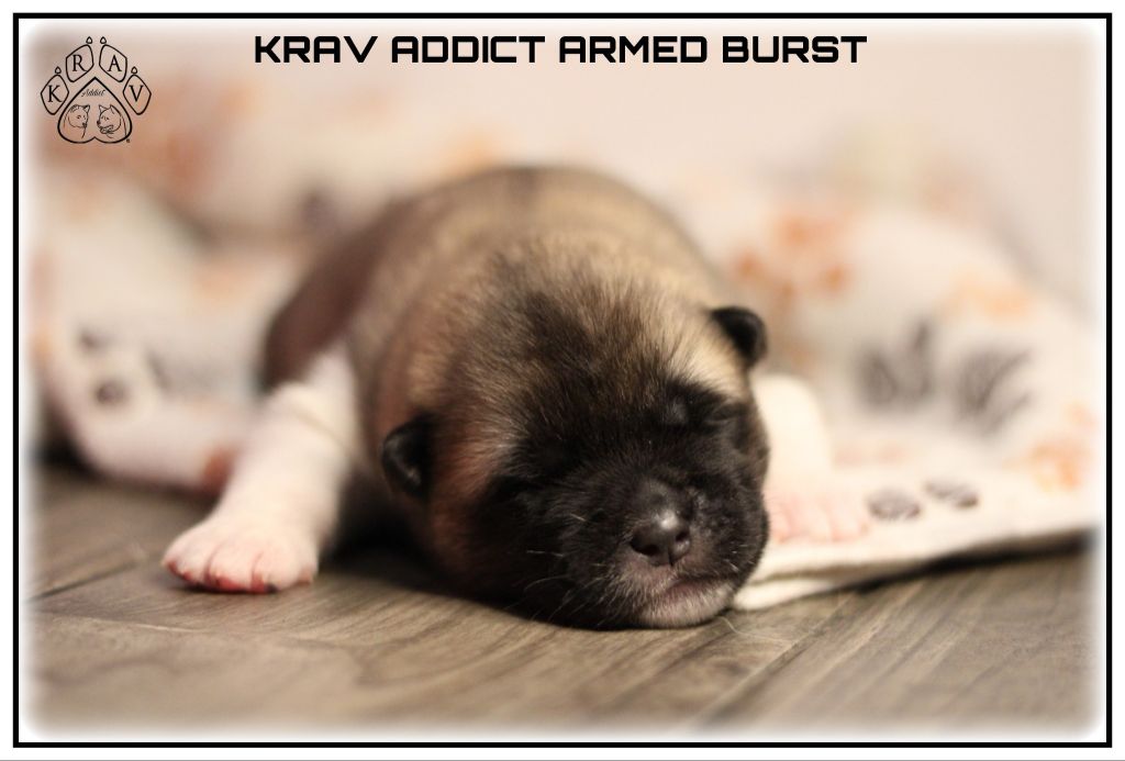 Krav Addict - Chiots disponibles - Akita americain
