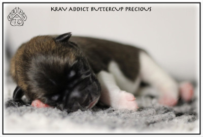 BUTTERCUP PRECIOUS