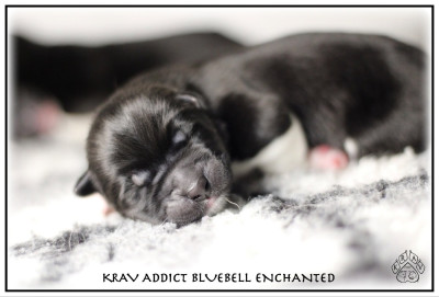 BLUEBELL ENCHATED