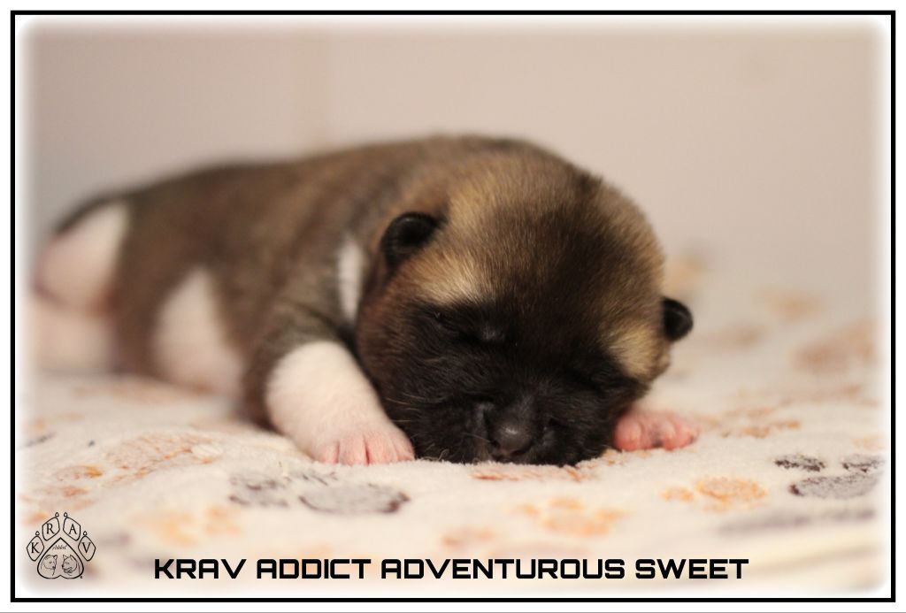 Krav Addict - Chiots disponibles - Akita americain