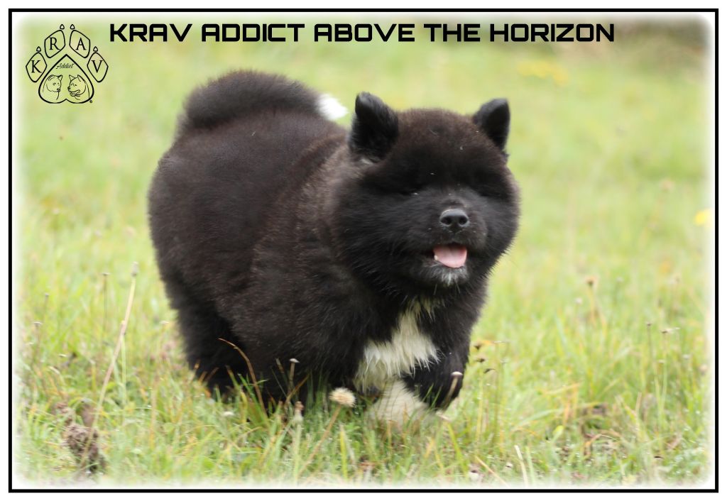 Krav Addict - Chiots disponibles - Akita americain