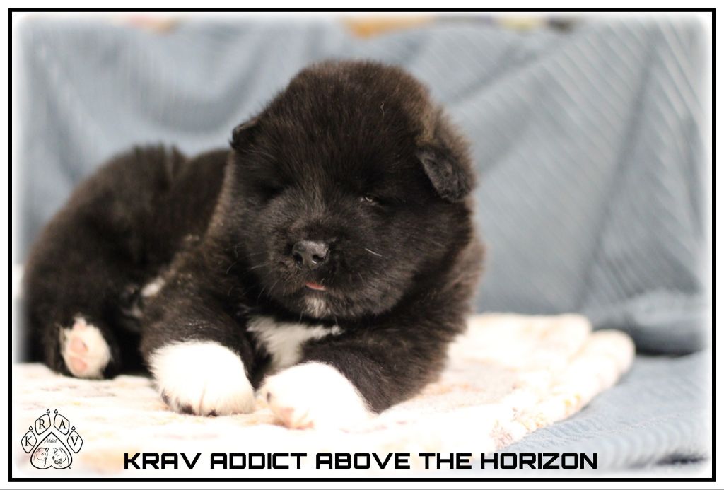 Krav Addict - Chiots disponibles - Akita americain