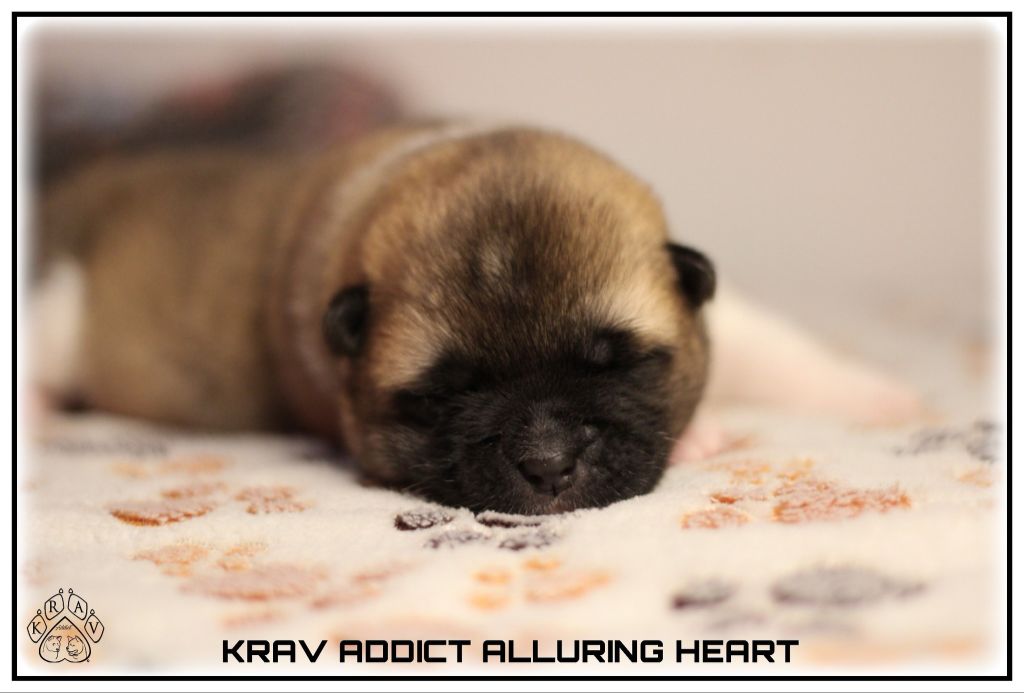 Krav Addict - Chiots disponibles - Akita americain