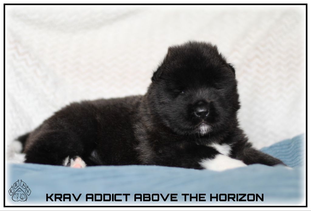 Krav Addict - Chiots disponibles - Akita americain