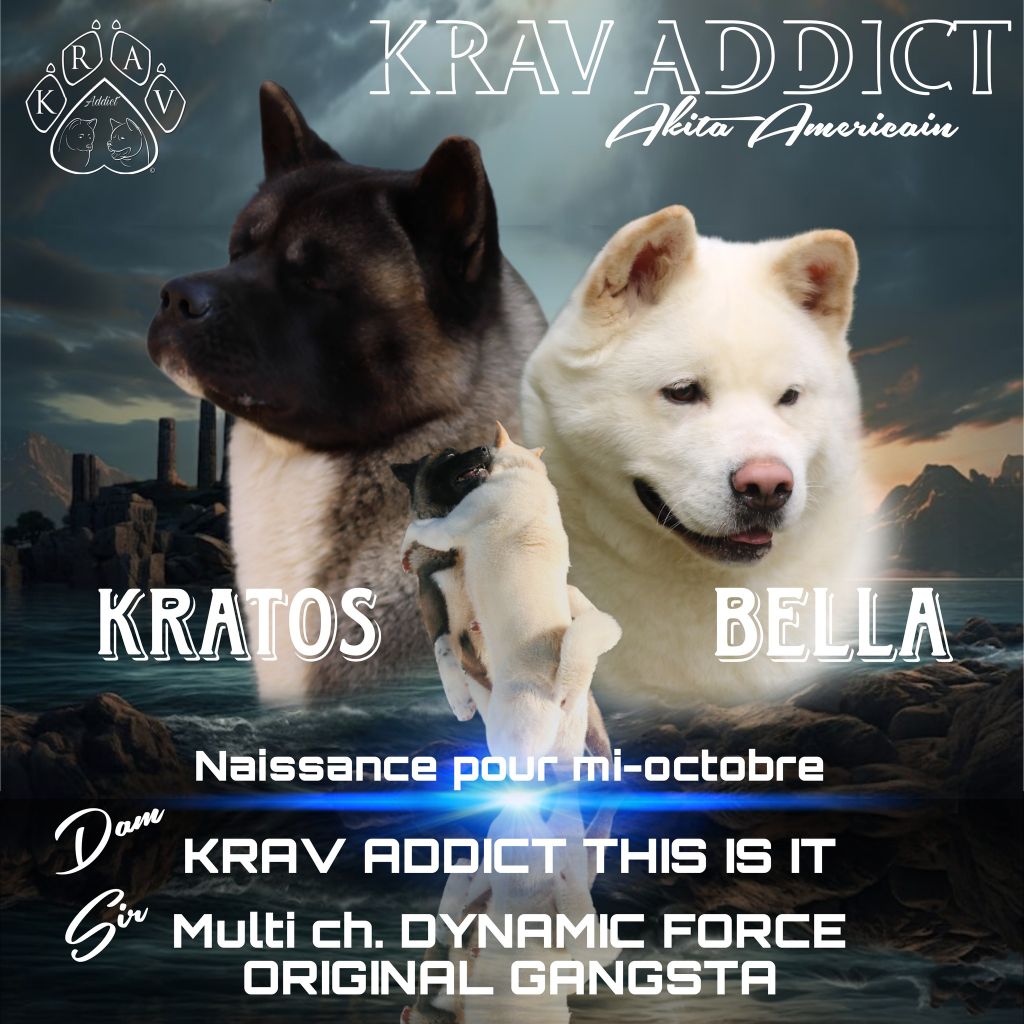 Chiot Akita americain Krav Addict