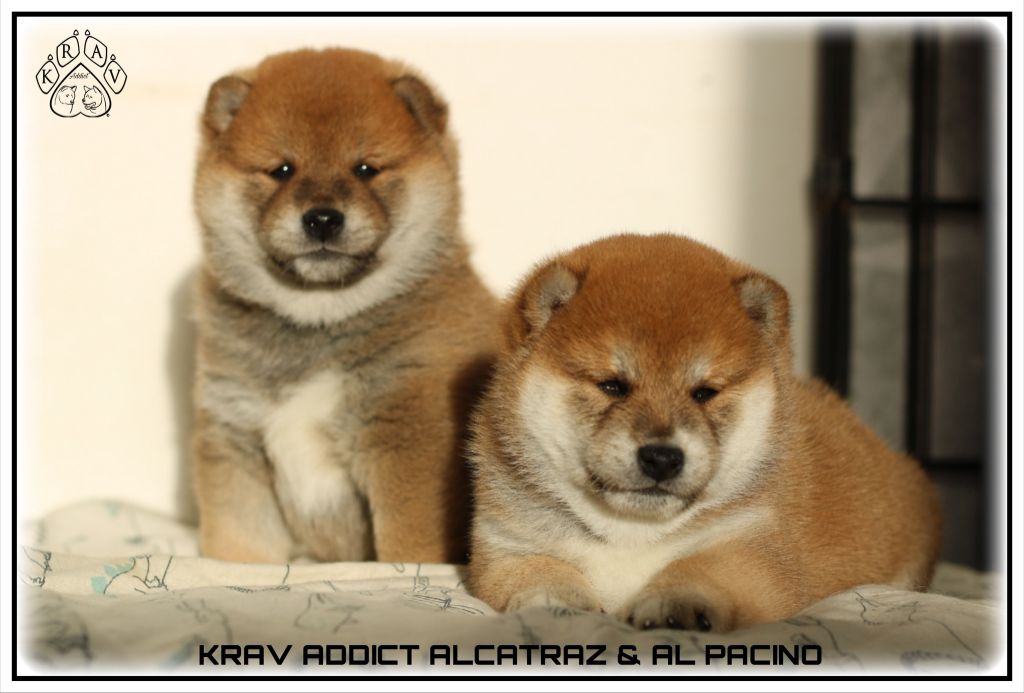 Chiot Shiba Krav Addict