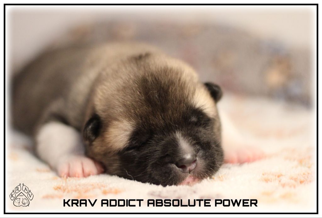 Krav Addict - Chiots disponibles - Akita americain