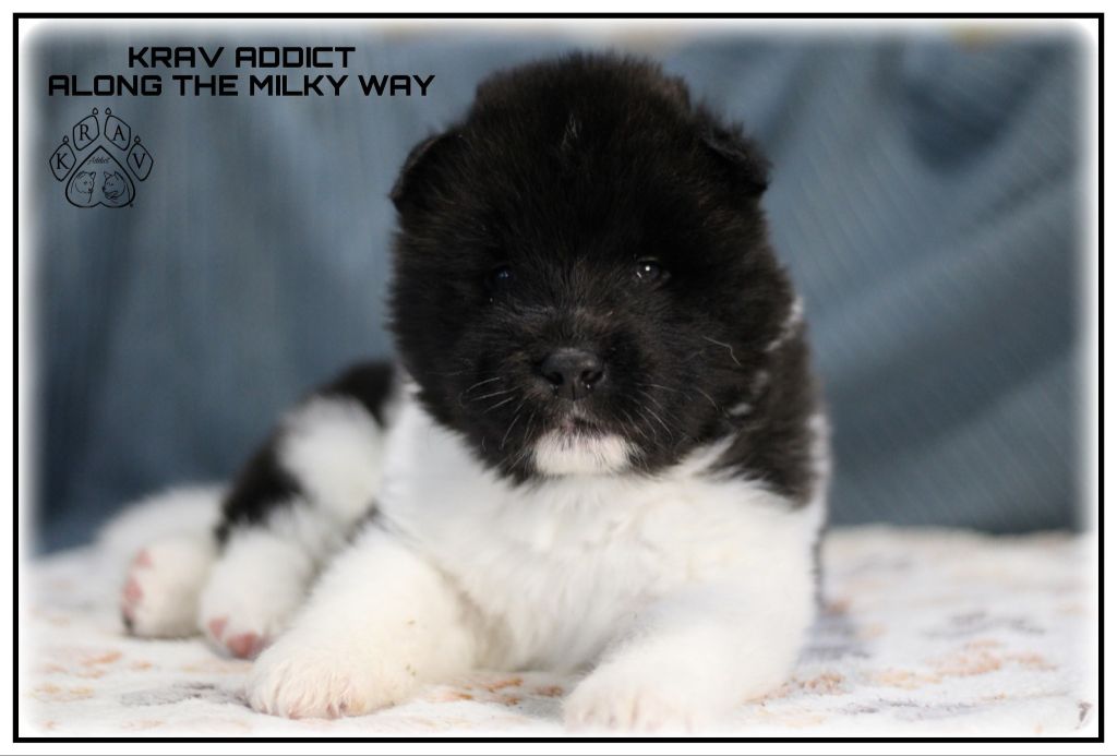 Krav Addict - Chiots disponibles - Akita americain